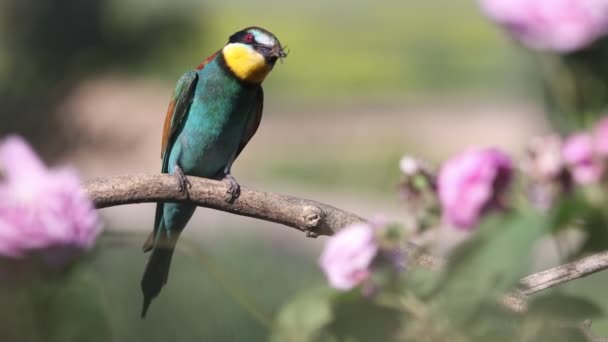 Bee-eater on a branch eats a caught bug — Stock Video