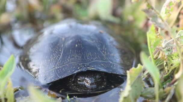 Sumpfschildkröte versteckt sich unter Wasser — Stockvideo