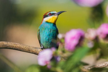 Vahşi, güzel kuş özenle yukarı bakıyor.