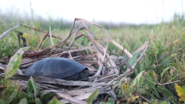 Broasca țestoasă se află printre vegetația mlaștinii — Videoclip de stoc