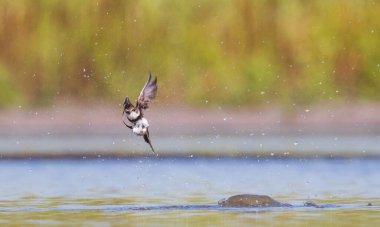Uçan kuş suyun içine dalıyor.
