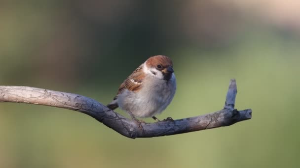 Mignon petit moineau assis sur une branche — Video