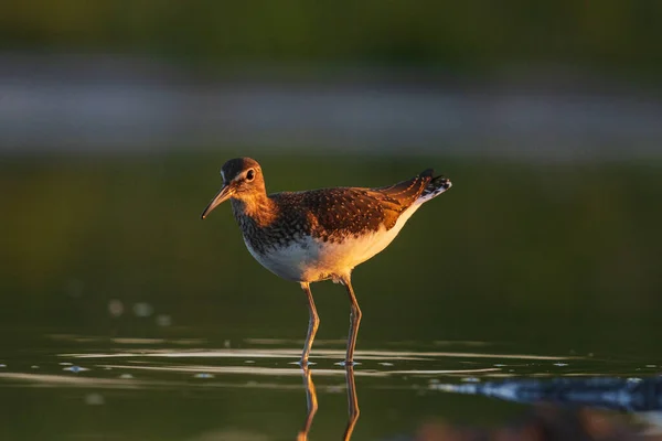 Pískovec stojí při západu slunce ve vodě — Stock fotografie