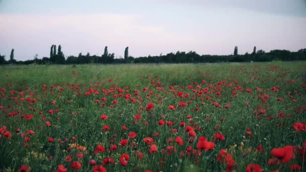 Campo de amapolas rojas a principios de verano — Vídeos de Stock