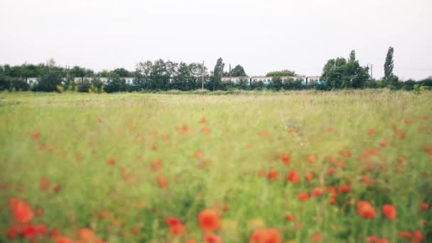 Train rides on poppy field background — Stock Video