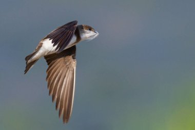 Kuş tüylü bir maskeyle uçuyor