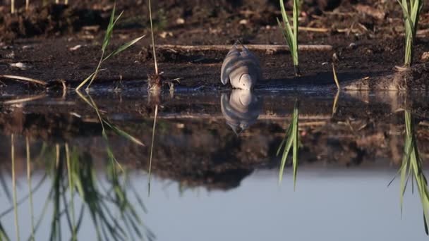 Duif drinkt gretig water op een warme dag — Stockvideo