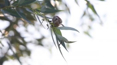 Genç kuş bir dala oturur ve uçar gider.