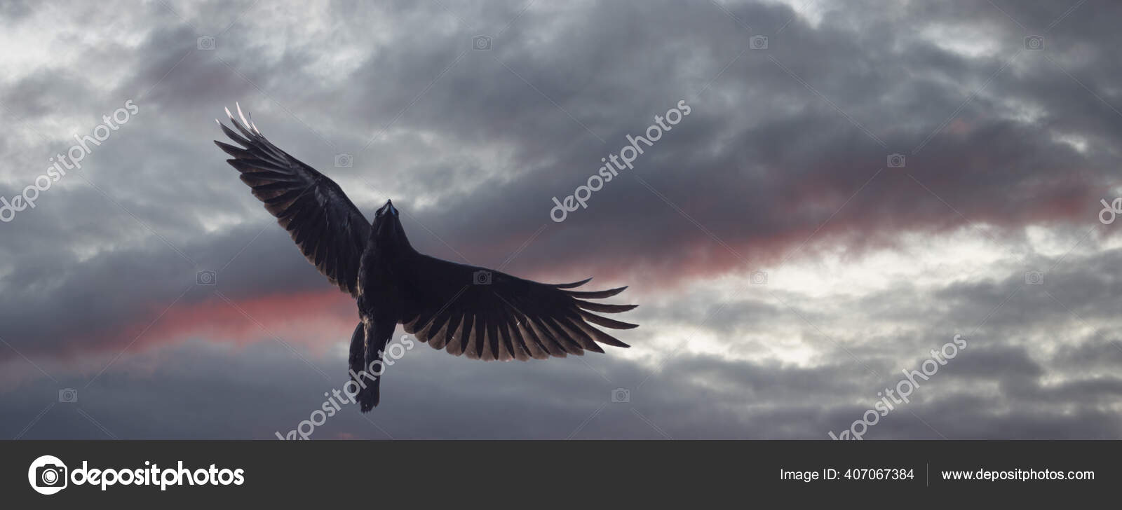 Corbeau Vole Sur Un Ciel Sombre Au Coucher Du Soleil Image Libre De Droit Par Drakuliren C Corbeau Vole Sur Un Ciel Sombre Au Coucher Du Soleil Image Libre De Droit Par Drakuliren C