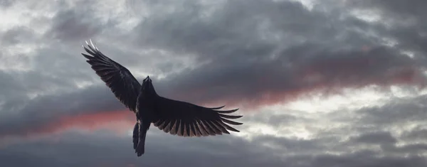 Raven flies on a gloomy sky at sunset — Stock Photo, Image