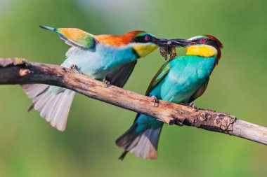 Cennet kuşlarının sıcak öpücüğü