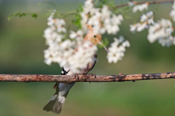 Wild bird hiding among white flowers — Stock Photo, Image