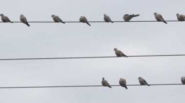 Vahşi güvercinler elektrik kablolarına oturur.