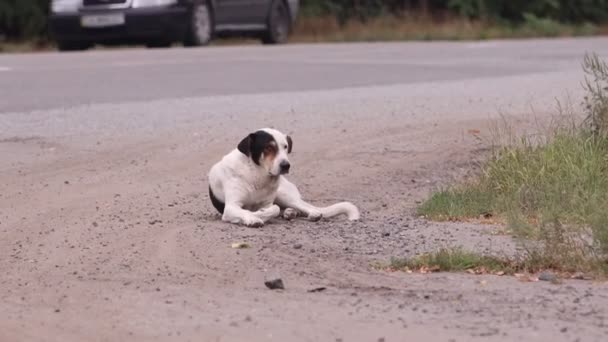 Smutny stary pies leży na poboczu drogi — Wideo stockowe