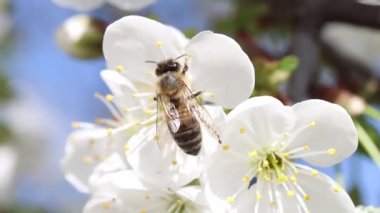 Arı beyaz kiraz çiçeklerini döller.