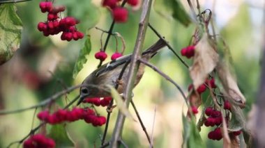 Goldcrest sonbahar meyvelerinin arasında oturur.