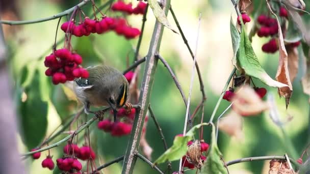 Piękny mały ptaszek wśród jesiennych jagód — Wideo stockowe