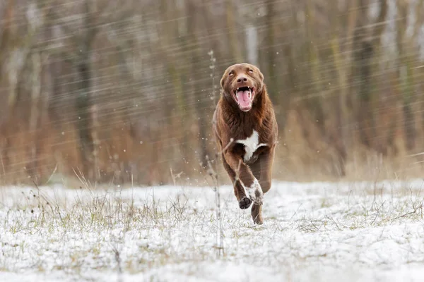 joyful brown dog runs on the first snow