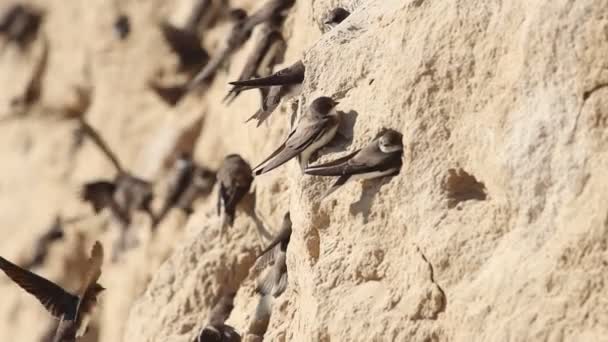 Martins sabbia scavare buche nel pendio grotta — Video Stock