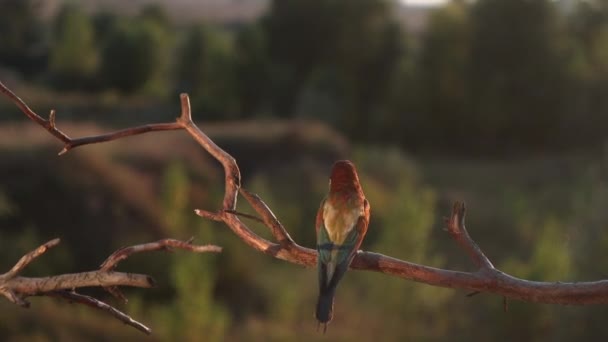 Güzel kuş yiyici gün batımında şarkı söylüyor — Stok video