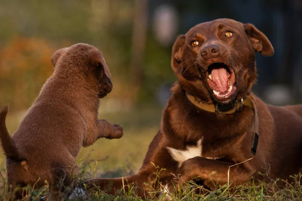 Far hund och hund son spelar — Stockfoto