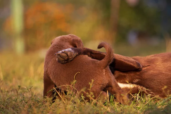 Pai cão abraços filho filhote — Fotografia de Stock