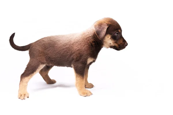 Chiot dans un rack sur un fond blanc — Photo