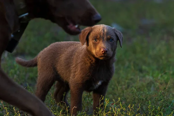 子犬は誇らしげに犬の父親を見て — ストック写真