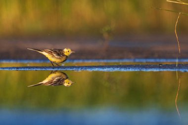 Suda yansıması olan sarı kuş.