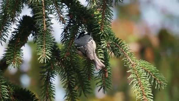 Negro titmouse salta entre ramas de abeto — Vídeo de stock