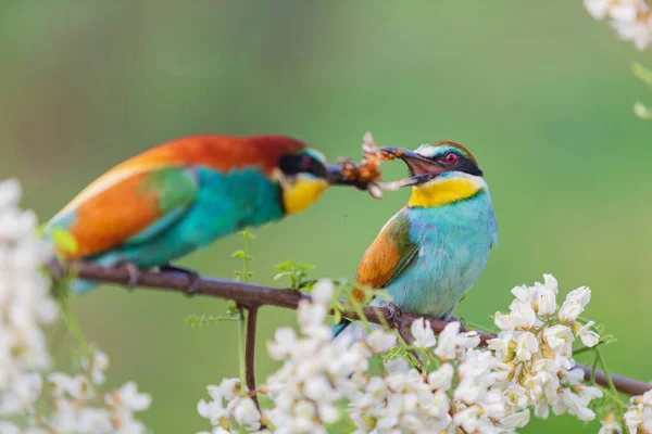 Belo namoro de pássaros do paraíso — Fotografia de Stock
