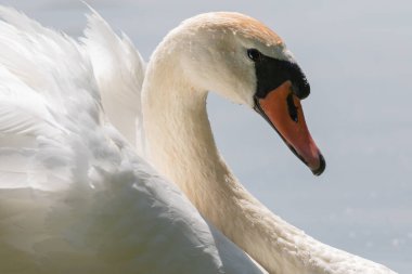 Beyaz kuğu portresi. Yakın plan.