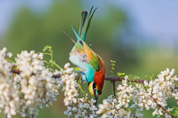 Hermoso pájaro se inclina al sol —  Fotos de Stock