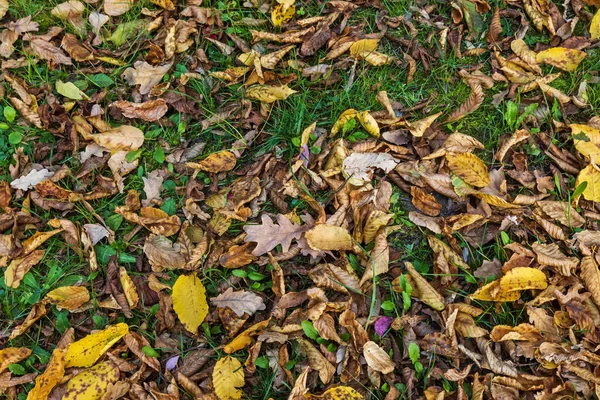 Kolorowe liście spadły na zielony trawnik — Zdjęcie stockowe