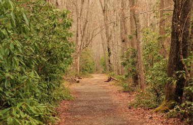 Little Nehri büyük Smokey Dağları Milli Parkı içinde seyri izler gibi küçük nehir Trail bir kolay ve sahne dolu zam teklifi