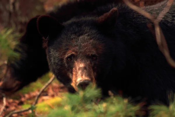 Чорний Ведмідь Розділі Cades Cove Великий Смоук Національний Парк Штат — стокове фото