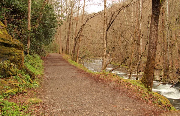 Little River Trail Offers Easy Scenery Filled Hike Follows Course — Stock Photo, Image