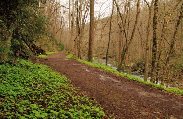 Den Lilla Floden Trail Erbjuder Lätt Och Vacker Natur Fylld — Stockfoto