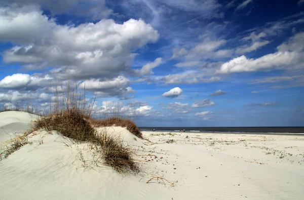 Cumberland Island National Seashore Localizada Estado Geórgia Famosa Por Suas — Fotografia de Stock