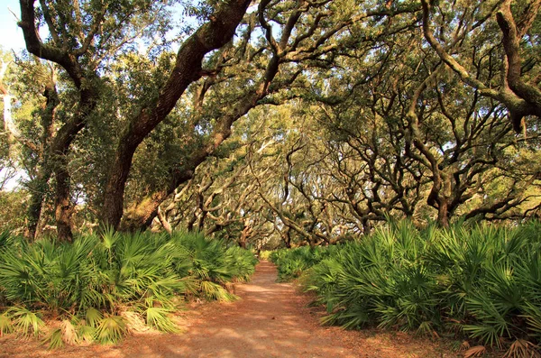 Cumberland Island National Seashore Som Ligger Delstaten Georgien Känd För Stockfoto