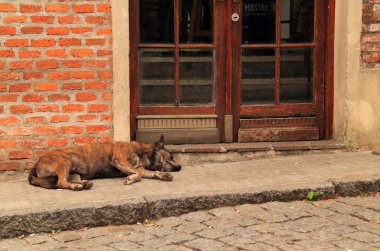 Bir Sokak Köpeği Colonia Del Sacramento, Uruguay Sömürge Mahallesi'nde Kaldırımda Bir Nap takes