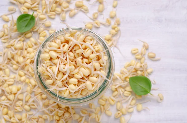 Frische Sprossen von Bohnensamen. Stockbild