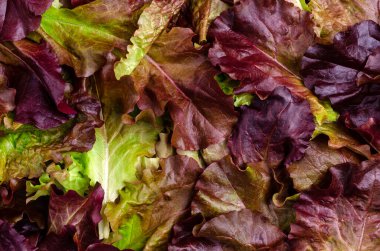 Taze mor marul yapraklarının arka planı. Tasarım konsepti. Boşluğun kopyası.