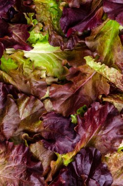 Taze mor marul yapraklarının arka planı. Tasarım konsepti. Boşluğun kopyası.