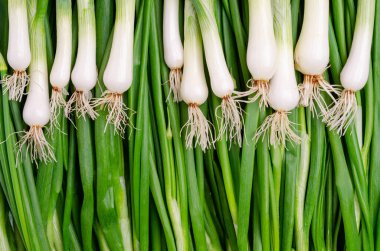 Arka planda yeşil soğan yaprakları. Tasarım konsepti. Seçici odak.