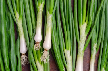 Paslı arka planda yeşil soğan yaprakları. Tasarım konsepti. Seçici odak.