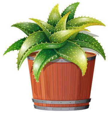 Aloe Vera bitki Pot çizimde