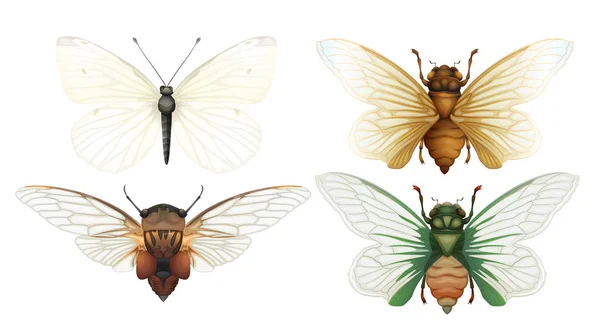 Cicada Inseto Vetor Fundo Branco Ilustração — Vetor de Stock