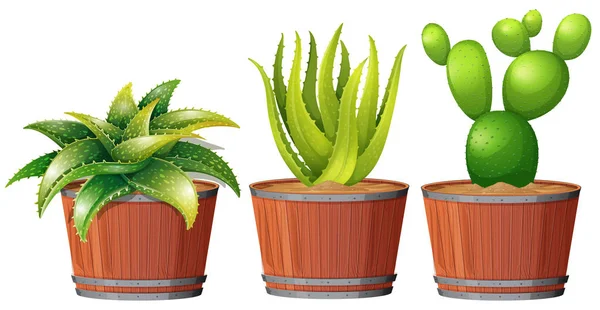 Cactus Crescendo Ilustração Pot — Vetor de Stock