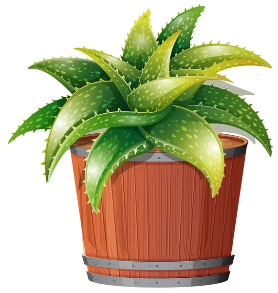 Aloëvera Plant Pot Afbeelding — Stockvector
